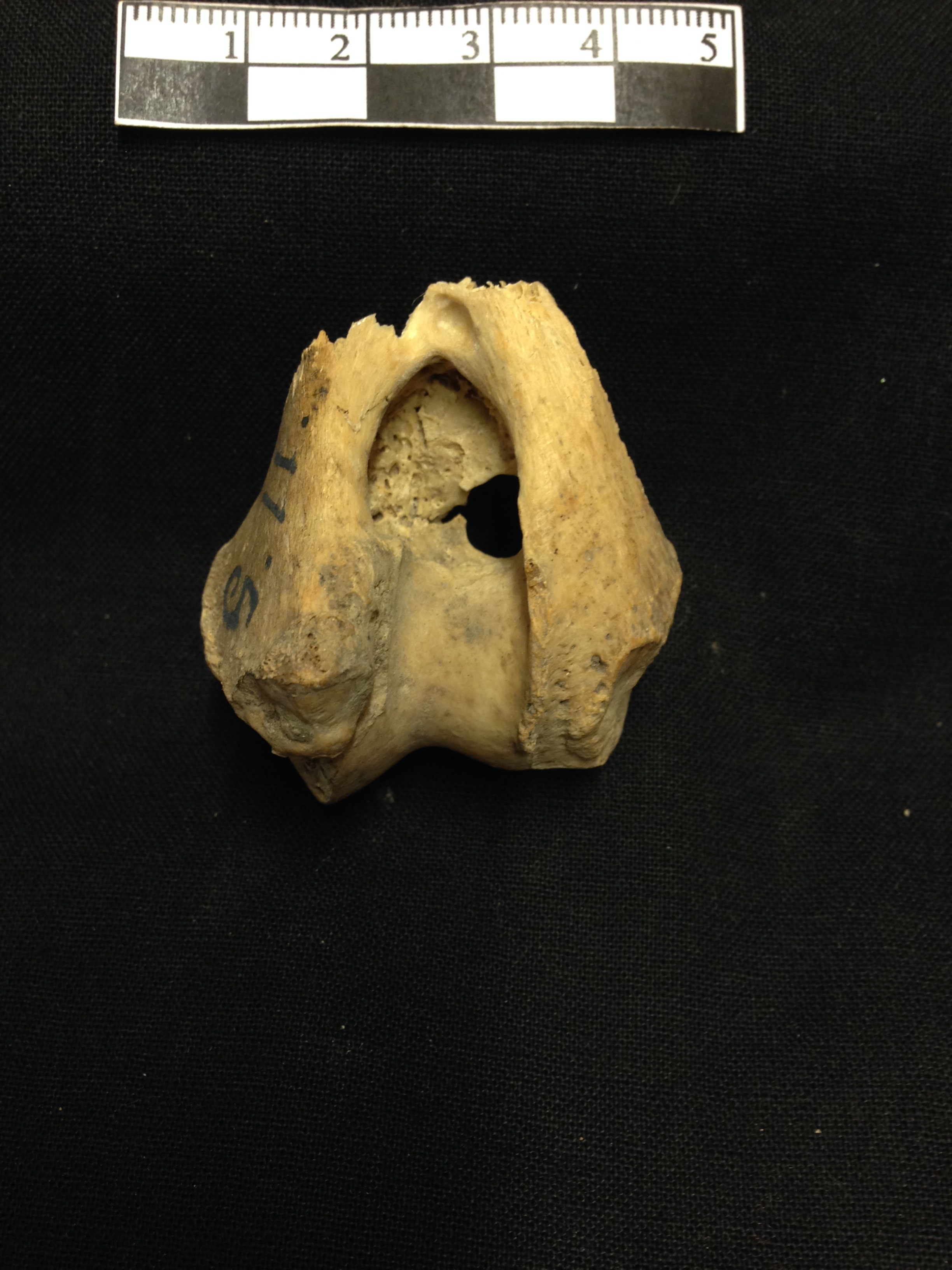 Detail of one of the upper arm bones from one of the wolves found in Stora Förvar cave. Detail of one of the upper arm bones from one of the wolves found in Stora Förvar cave.